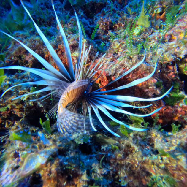 Stažno ronjenje Vis Septembar 2025