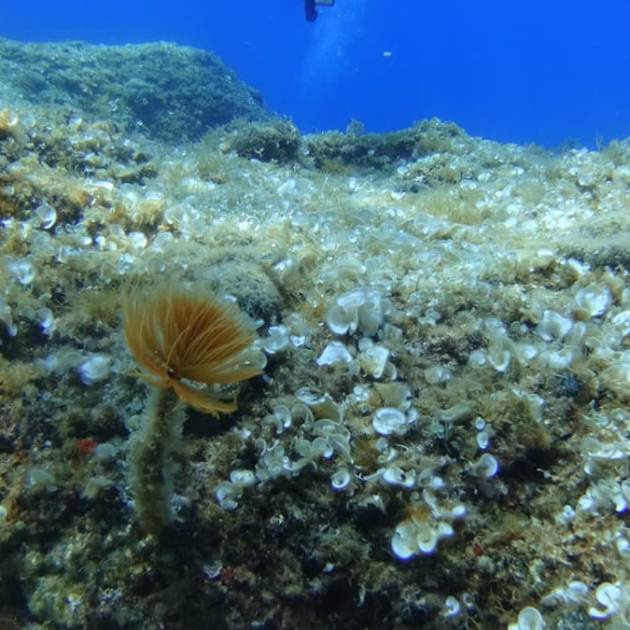 Stažno ronjenje u Cavtatatu, Maj 2026